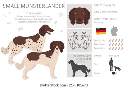 Small Munsterlander coat colors, different poses clipart.  Vector illustration