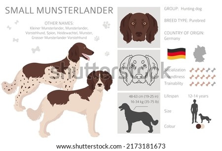 Small Munsterlander coat colors, different poses clipart.  Vector illustration