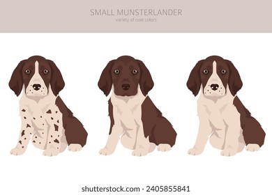 Small Munsterlander puppies coat colors, different poses clipart.  Vector illustration