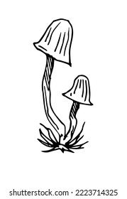 Small mushroom. Edible and non-edible mushroom plants from wild forest. Outline hand drawn sketch. Drawing with ink. Isolated on white background. Vector.