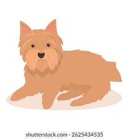 Small norfolk terrier dog lying down and looking forward