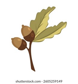 Small oak twig with two leaves and two acorns on a white background. Botanical illustration for design, textile, wallpaper, wrapping paper, and print.