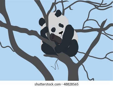 Small panda on tree branches