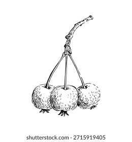 Manzanas Pequeñas del paraíso en una rama. Ilustración vectorial dibujada a mano.