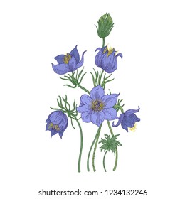 Small pasque flowers isolated on white background. Botanical drawing of perennial poisonous flowering plant used in traditional medicine or phytotherapy. Colored realistic floral vector illustration.