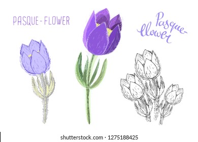 Small pasque flowers isolated on white background. Botanical drawing of perennial poisonous flowering plant used in traditional medicine or phytotherapy. Colored realistic floral vector illustration.