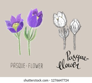 Small pasque flowers isolated on beige background. Colored realistic and black and white ink floral vector illustration. Botanical drawing of perennial poisonous flowering plant used in traditional