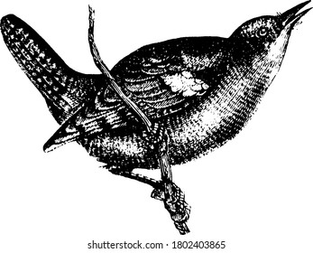 Small passerine birds with marginally decurved bills, like the Robin birds, considered as a sacred bird. Shown here is a Wren bird, sitting on the branches of tree and about to fly, vintage