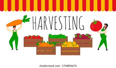 Small people harvest of vegetables in boxes and harvesting inscription. Harvesting, agricultural work.  Vector illustration for banner, web page, flayer, advertising, presentation, print