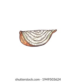 Small piece of cut white onion in hand drawn cartoon style ,isolated