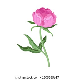 Small pink peony flower. Vector illustration on a white background.