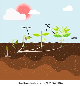 Tree Soil Stock Illustrations, Images & Vectors | Shutterstock