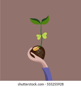 Small plant on brown background. Vector illustration.Young seedling with a seed.Hands  holding young plant.