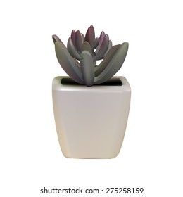 small plant in white pot