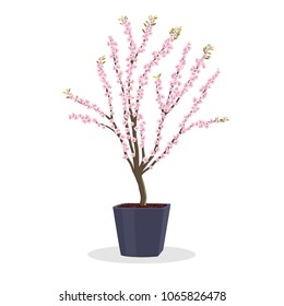 Small Plum Tree In Bloom. Dwarf Fruit Tree Growing In The Square Flower Pot. Growing Fruit Trees In A Container. Spring Bloom. Isolated On White. Garden Illustration. Japanese Ume Tree.
