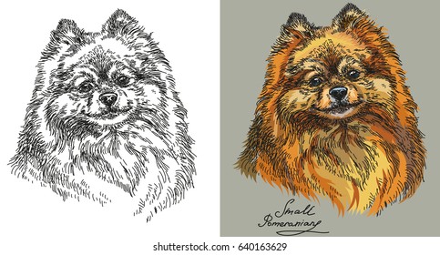 Small Pomeranian vector hand drawing illustration on black and white and different color on grey background