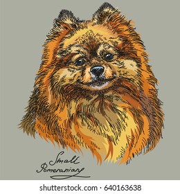Small Pomeranian vector hand drawing illustration in different color on grey background