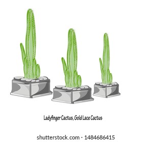 Small pot of cactus isolated on white background.  vector illustration
are by far one of the easier plants to care and in House plants, Plants for Home Decoration,  Indoor or office garden