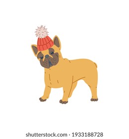 Perro de cerdo pequeño de raza enana con sombrero de lana de punto caliente, ilustración vectorial plana aislada en fondo blanco. Caricatura de perro adorable para tarjetas de invierno.