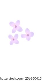 Small Purple Orchid So Cute