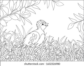 Small quail with camouflaged plumage walking in thick grass of a forest glade on a warm summer day, black and white vector cartoon illustration for a coloring book page