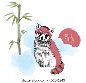 Small Red Panda with Bamboo background.