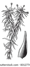 Small red peat moss or Sphagnum capillifolium or S. palustre var. Capillifolium or S. acutifolium var. Capillifolium , vintage engraving. Trousset encyclopedia (1886 - 1891).