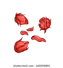 Small red rose buds and petals sketch illustration.