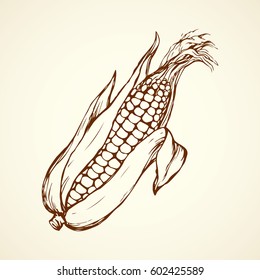 Small ripe maize on white backdrop. Fresh tasty diet produce. Freehand linear black ink hand drawn picture logo sketchy in retro scribble style pen on paper