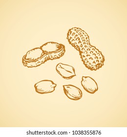 Small ripe raw tasty Arachis hypogaea pod isolated on white backdrop. Freehand outline ink hand drawn picture sign sketchy in art vintage scribble style pen on paper. Closeup view with space for text