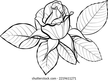 A small rosebud with leaves. Illustration sketch in black and white style.