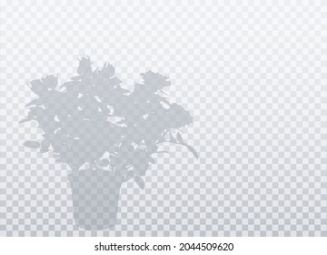 Small roses in flowerpot. Shadow isolated on transparent background. Vector realistic silhouette with empty space. EPS10. 