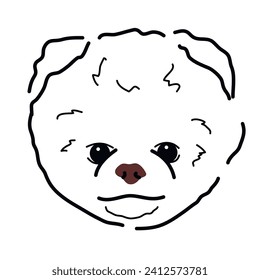 A small round shaggy dog, a simple portrait of a dog