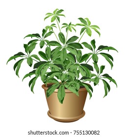 Small schefflera plant in pot (Schefflera arboricola, dwarf umbrella tree). Vector illustration isolated on white background for interior design.