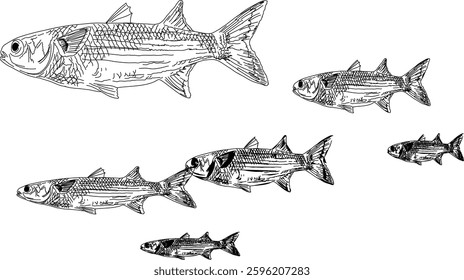 A small school of mullet fish swimming 