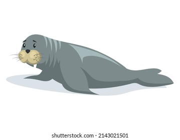 Small seal crawling on belly on ice floe. Wild animal baby sea lion lies on glacier in antarctica. Mammal living in arctic. Sea calf lies sideways on iceberg. Northern animal spends time in habitat