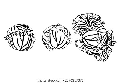 Small set of cabbage heads. Doodle style. Vector illustration isolated on white background.