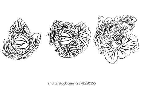 Small set of cabbage heads. Doodle style. Vector illustration isolated on white background.