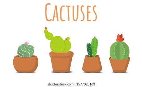 A small set of cacti - 4 species in different pots. There are small details-flowers and needles.