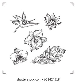 Small set of tropical flowers isolated on white background