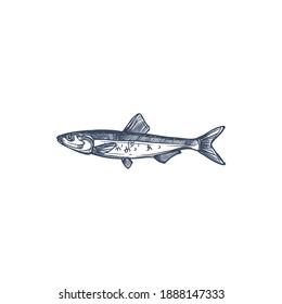 Small shoaling fish anchovy isolated Anchoa monochrome sketch. Vector European anchovy, Engraulis encrasicolus, Anchoa, Anchoviella, Engraulis or Stolephorus, Thryssa. Hand drawn forage fish