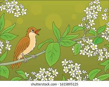 Small singing nightingale perched on a branch with white flowers of a spring blooming tree, vector cartoon illustration