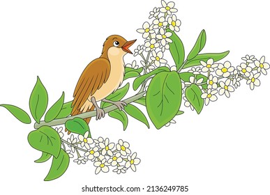 Small singing nightingale perched on a branch with white flowers of a spring blooming tree, vector cartoon illustration isolated on a white background