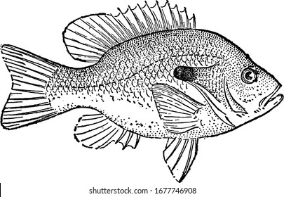 Small in size in North America, the sunfish is Native on the east coast and is red or orange in color. The oceanic variety is several feet in length, showing three different size of images in it,