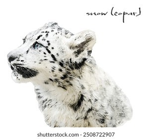 A small snow leopard that lives in the Himalayas