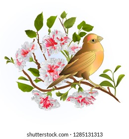 Small song bird on  thrush and branch white hibiscus  spring background vintage vector illustration editable hand draw