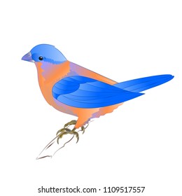 Small songbirdon Bluebird  thrush  on a white background vintage vector illustration editable hand draw