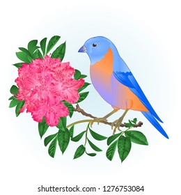 Small songbirdon Bluebird  thrush and pink rhododendron spring background vintage vector illustration editable hand draw
