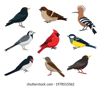 Small songbirds collection. Sparrow, tit, thrush, swallow, hoopoe, wagtail, red cardinal and starling bird in different poses. Vector icons illustration isolated on white background.