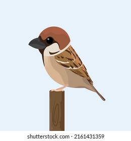 Small Sparrow sitting vector illustration